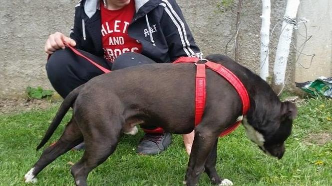 Pitbull