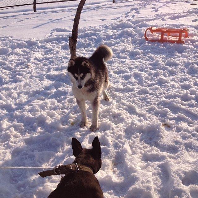 Haski