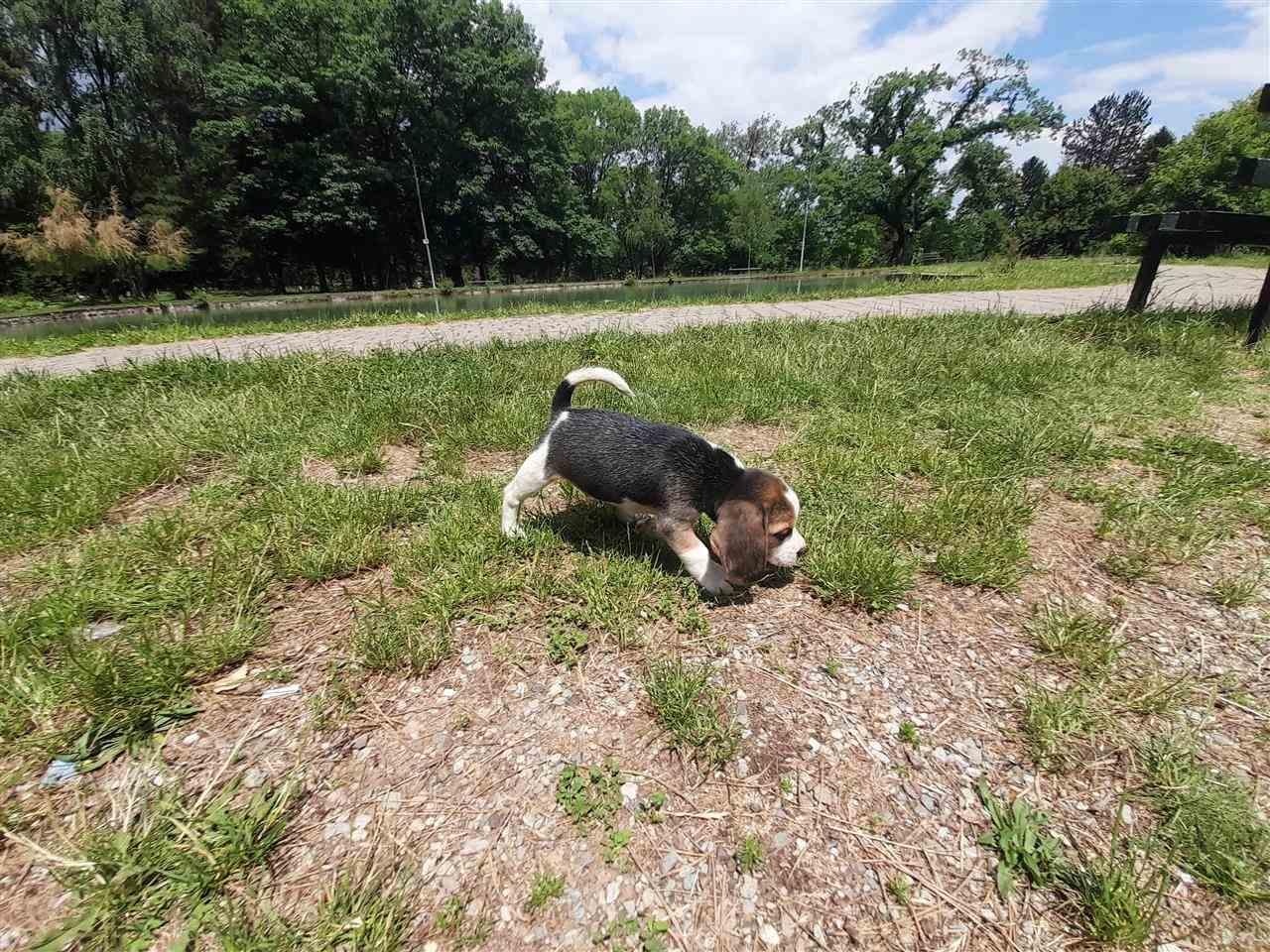 Beagle