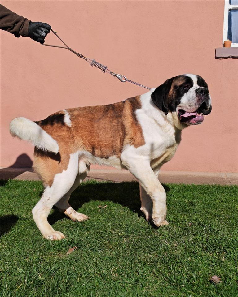 Saint-Bernard