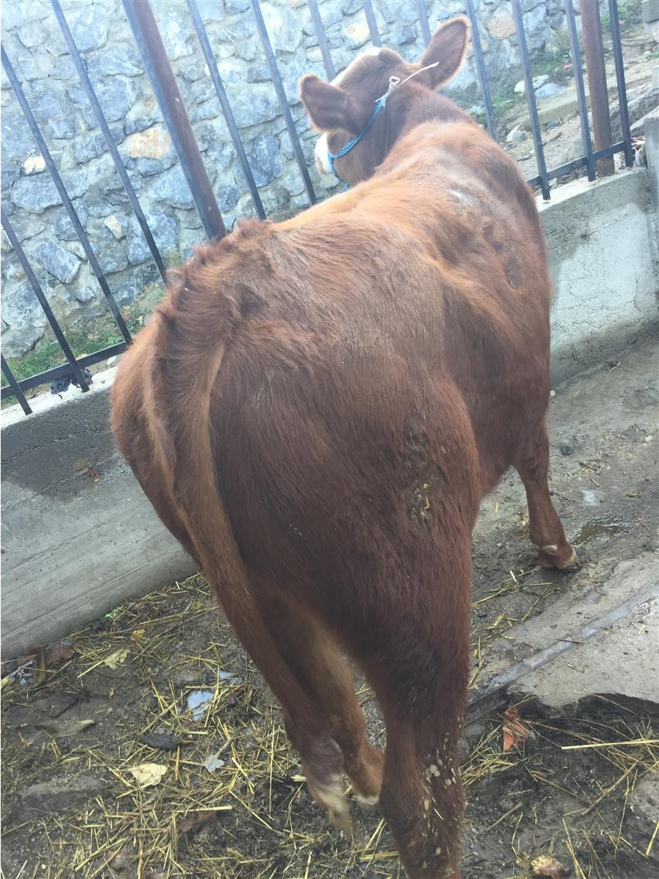 viç-