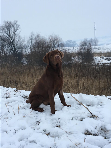 labrador