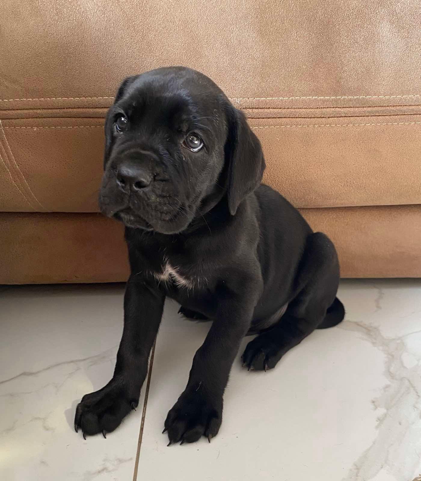 Cane-Corso