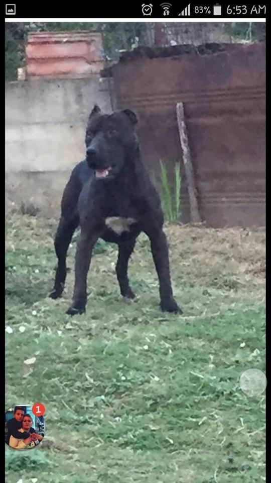 pit-bull