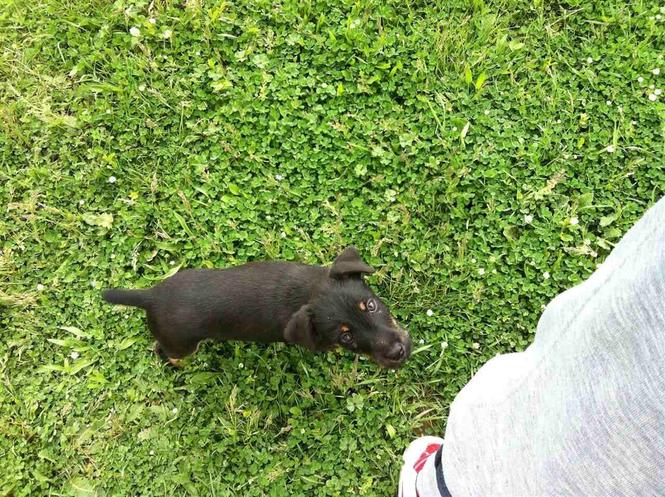 Terrier