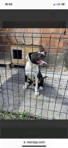pitbulli