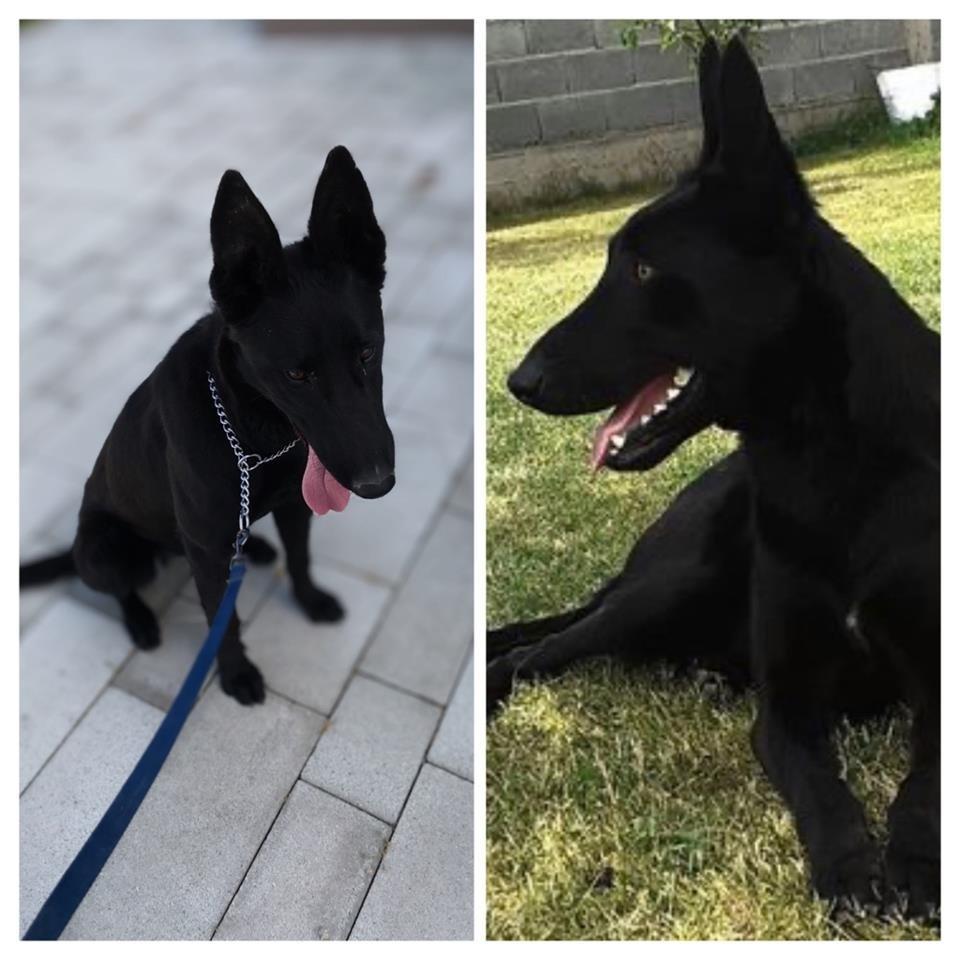 Malinois-black-