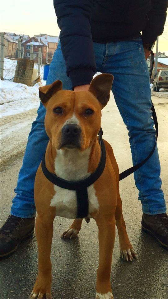 Pit-Bull