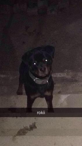 rottweilers