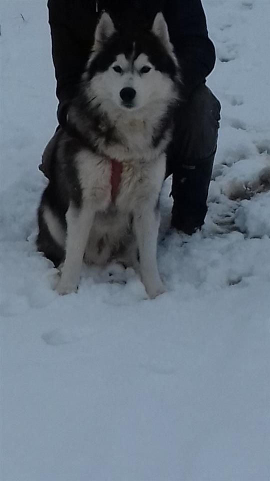 Haski