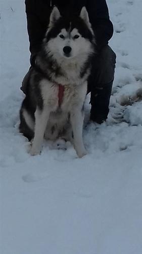 Haski