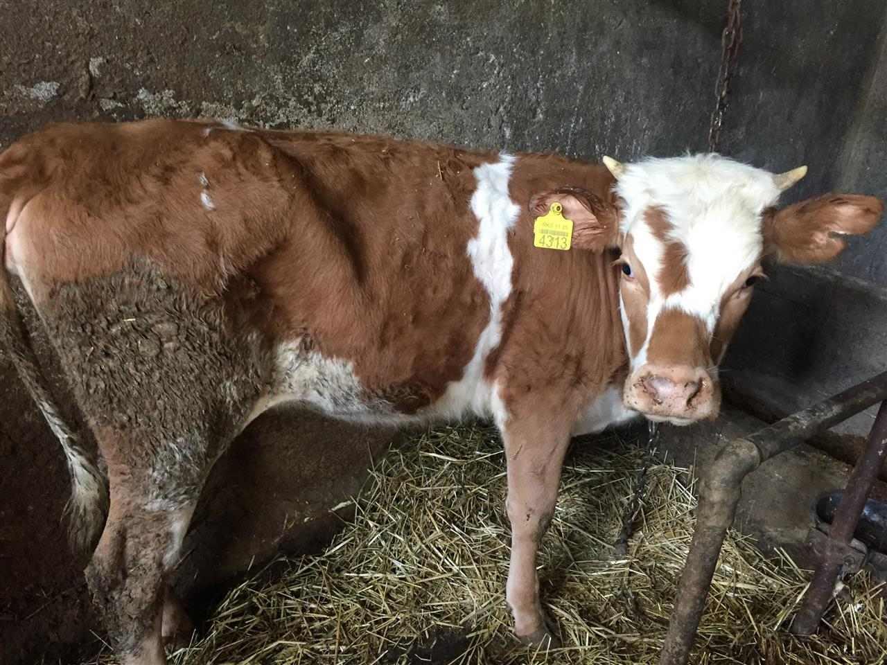 Shes-4-copa-Mshtjerra-