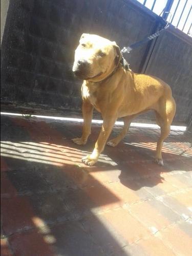 Pitbull 