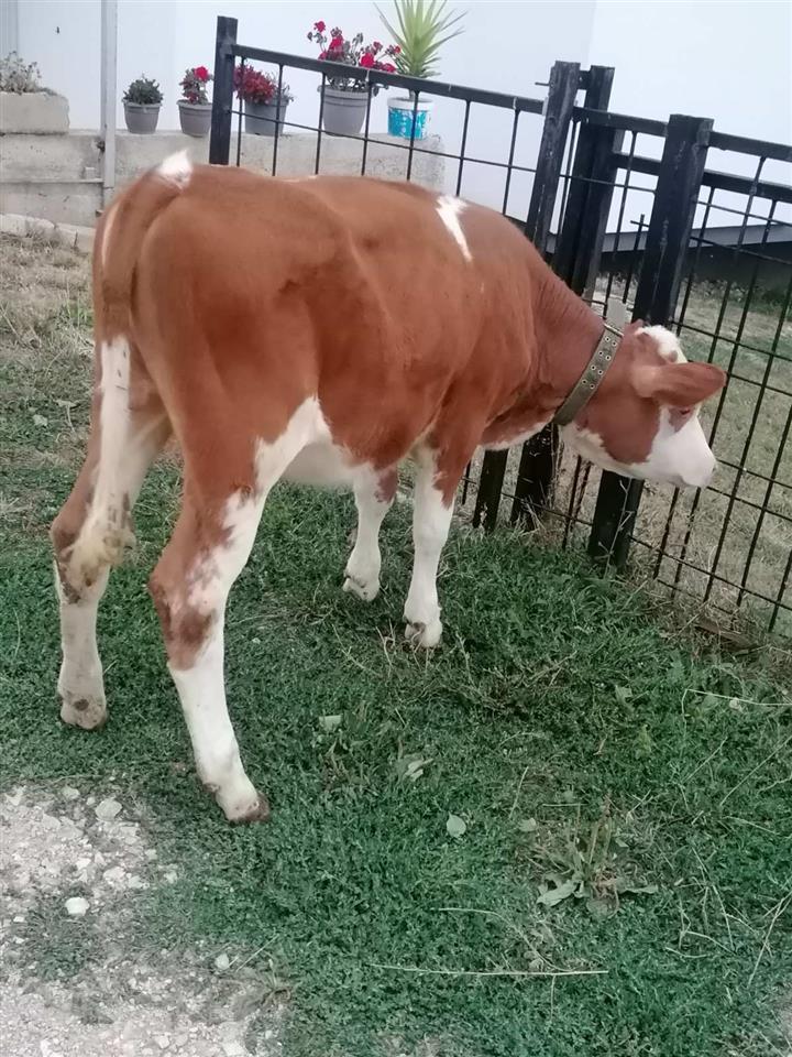 Mushtjerr-