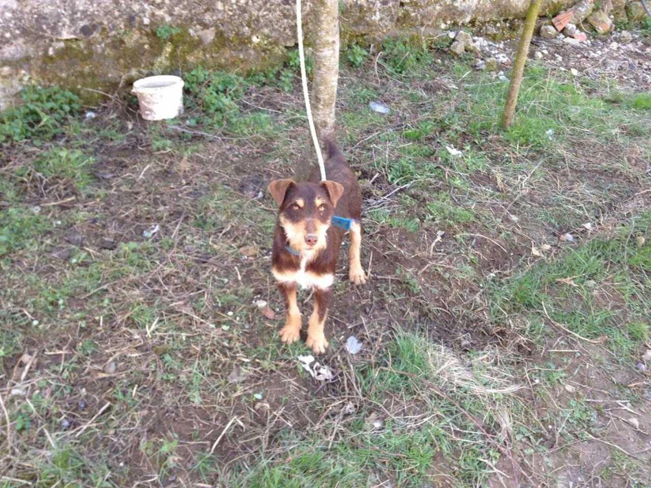 Qen-terrier