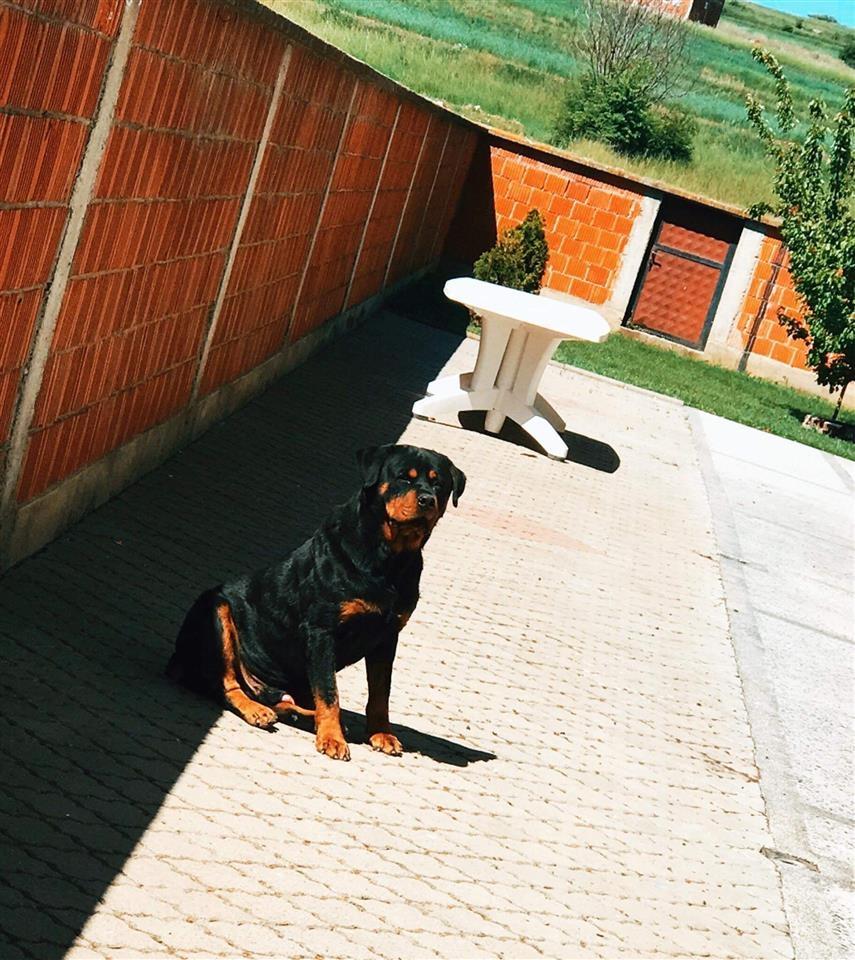 Rottweiler-