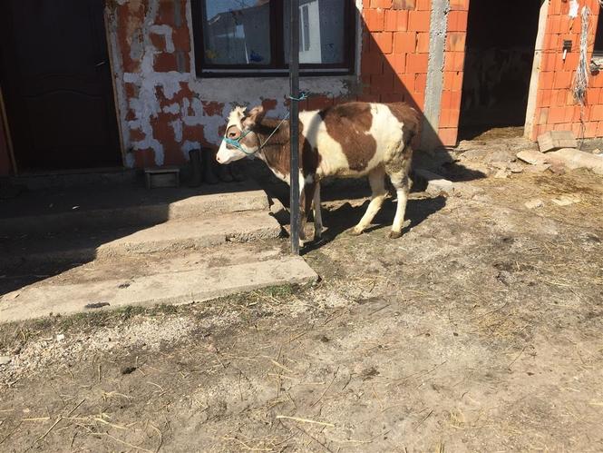 Mshtjerra