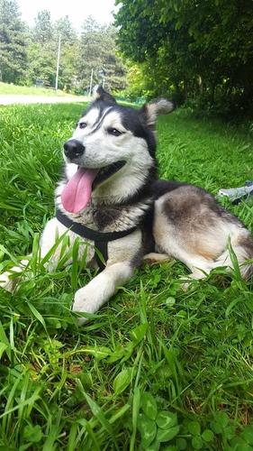 Husky 