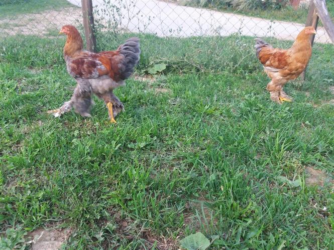 Brahma