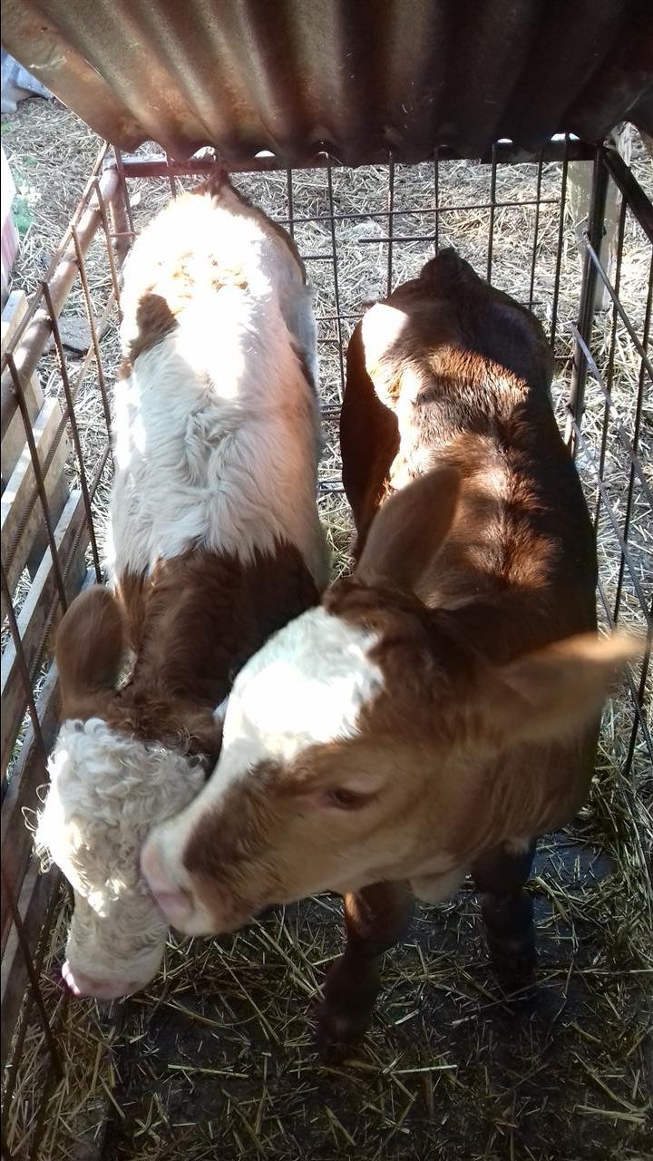 Viqa-te-fermes