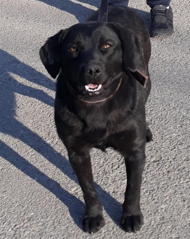 Labrador