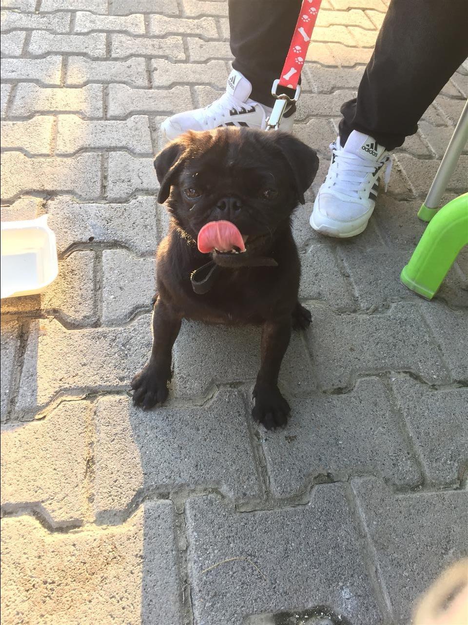 Pugi-