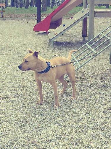 Pit bull