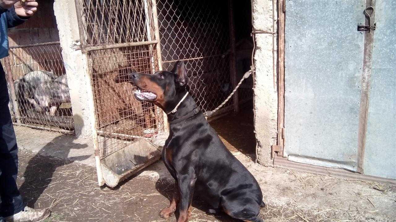 Doberman-