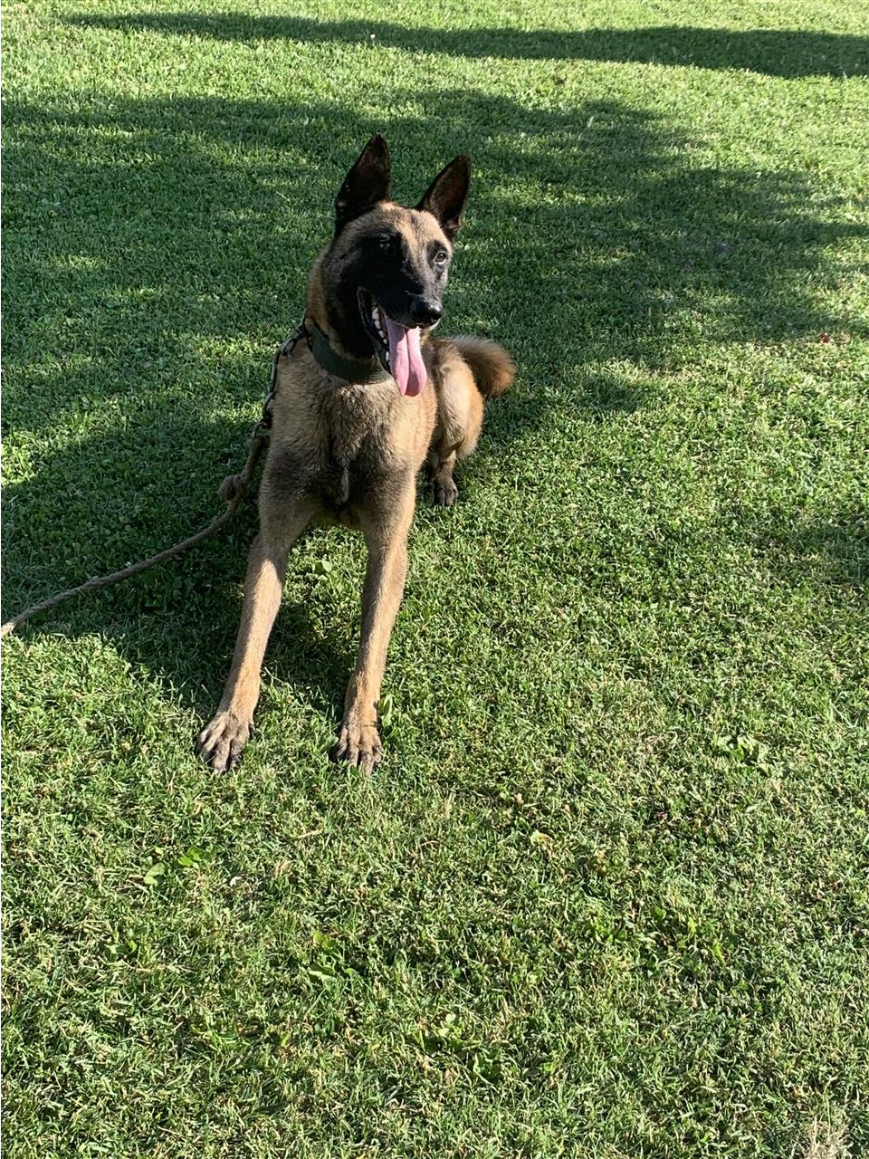 Shitet-Belg-Malinois