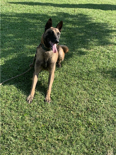 Shitet Belg Malinois