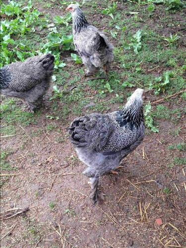 Brahma silver