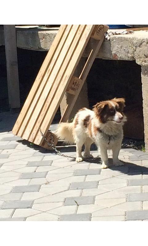 bubi