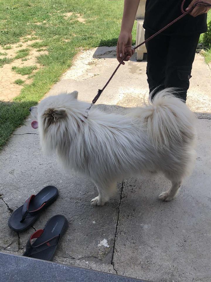 Minispitz-Gjerman