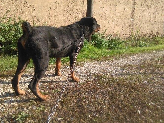 Rotweiler Oreginal