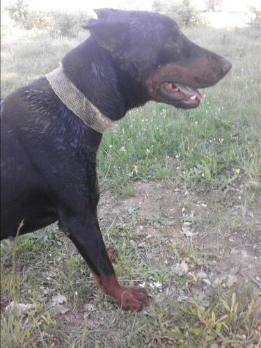 Shitet doberman