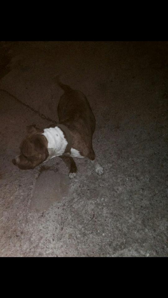 Pitbull