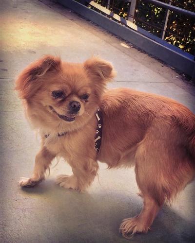 Qen pekinizer
