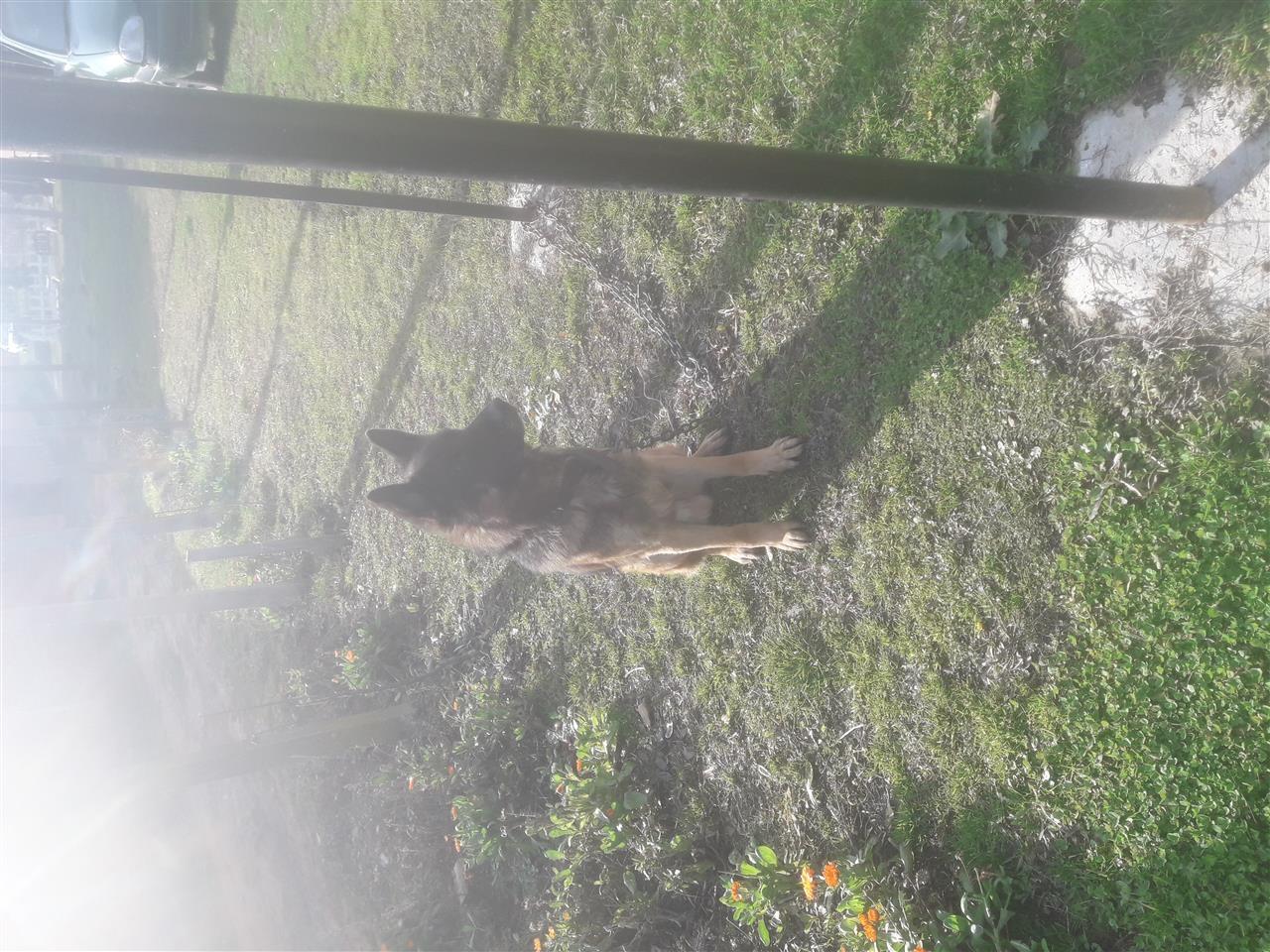 titulli