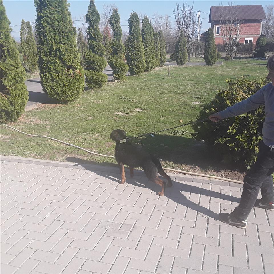 Terrier