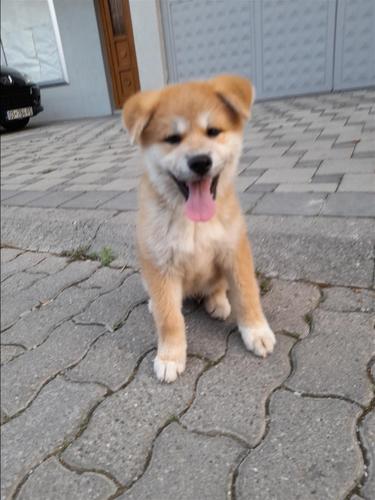 Akita japonez