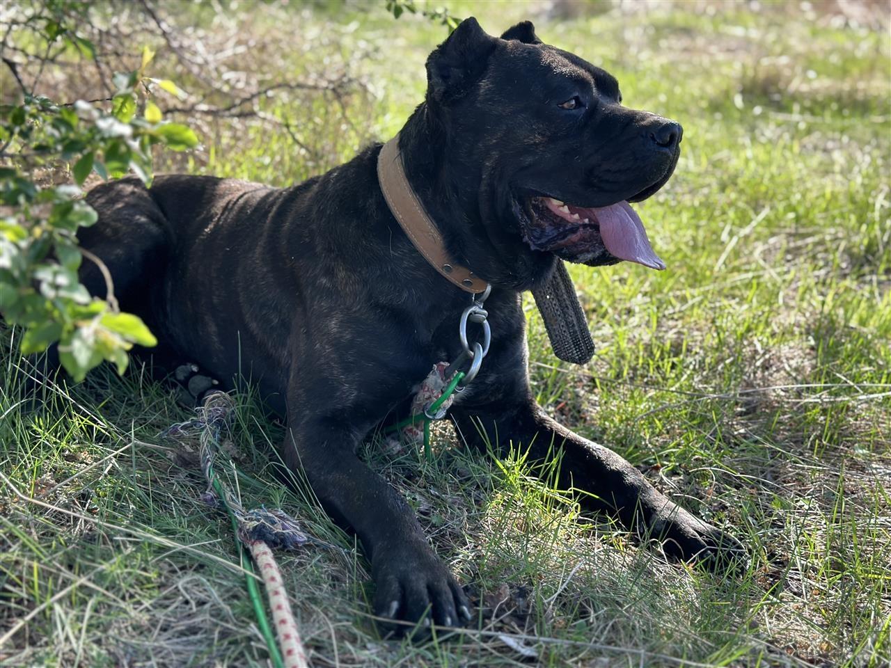 Cane-Corso