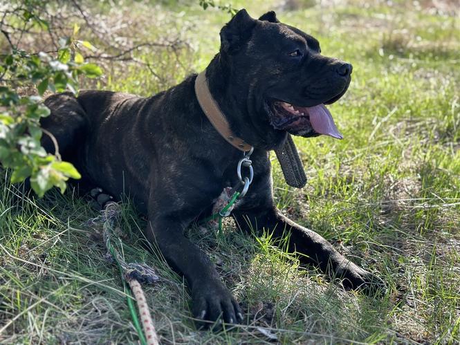 Cane Corso