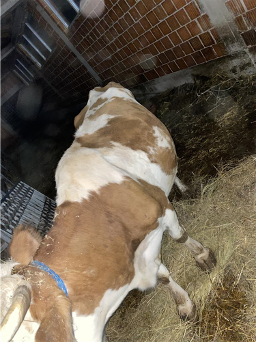 Lopa shterp
