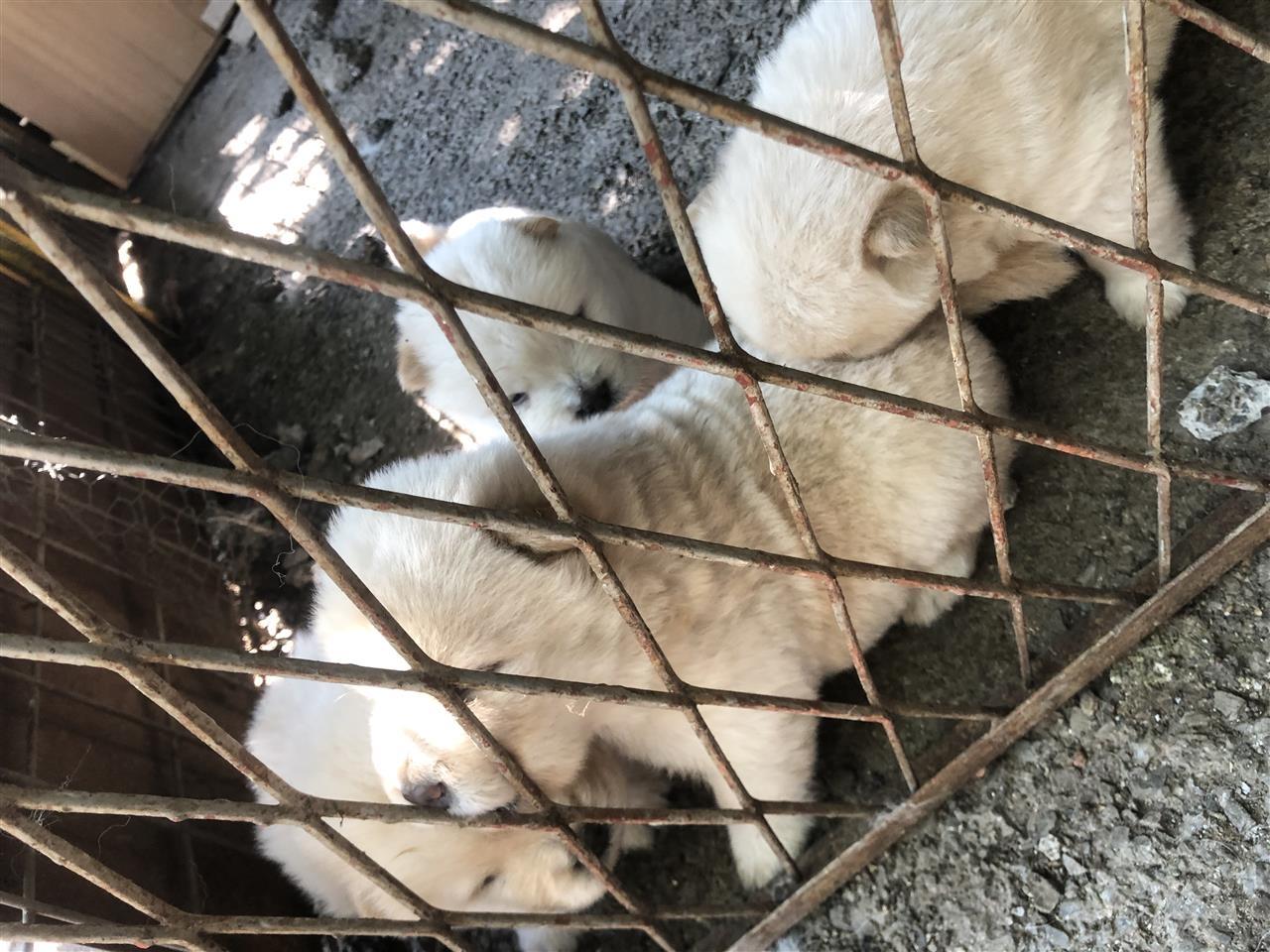 Chow-chow-klysh