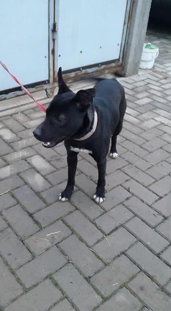 Mix-Pitbull