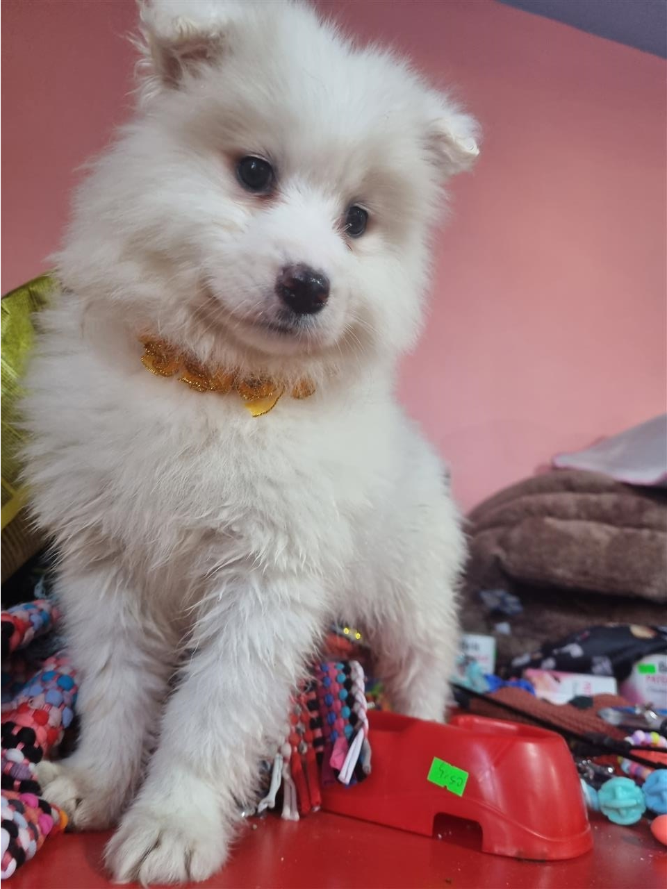 Samoyede