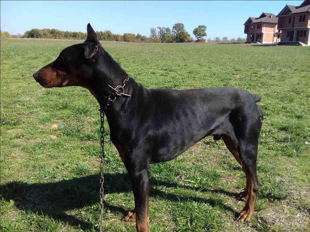 Doberman