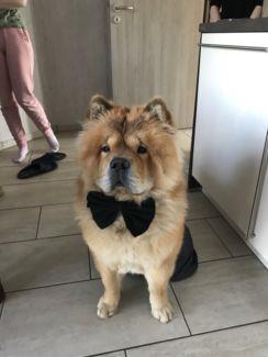 Chow chow