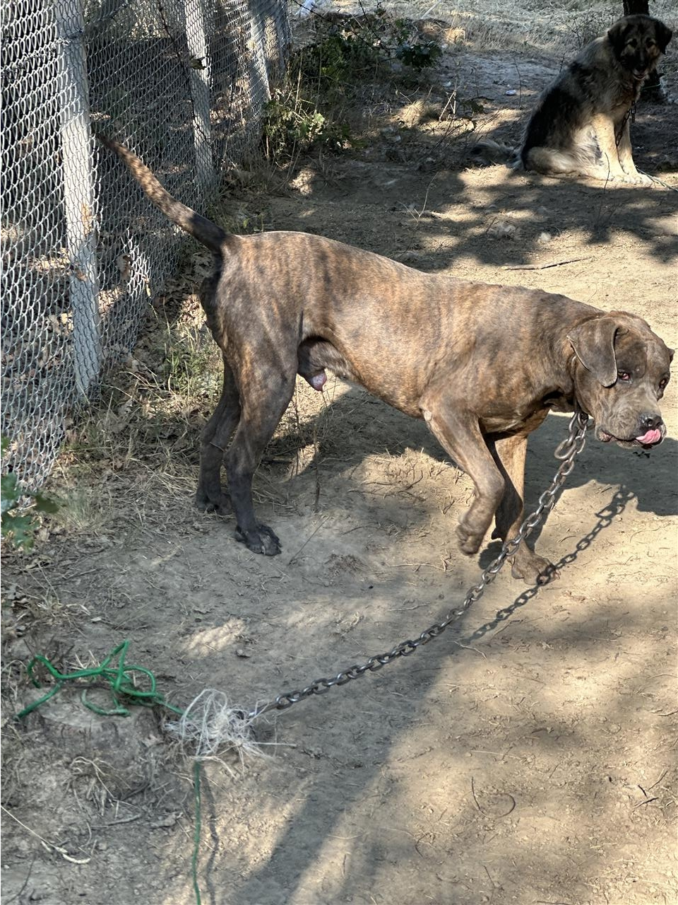 Cane-Corso-Mashkull