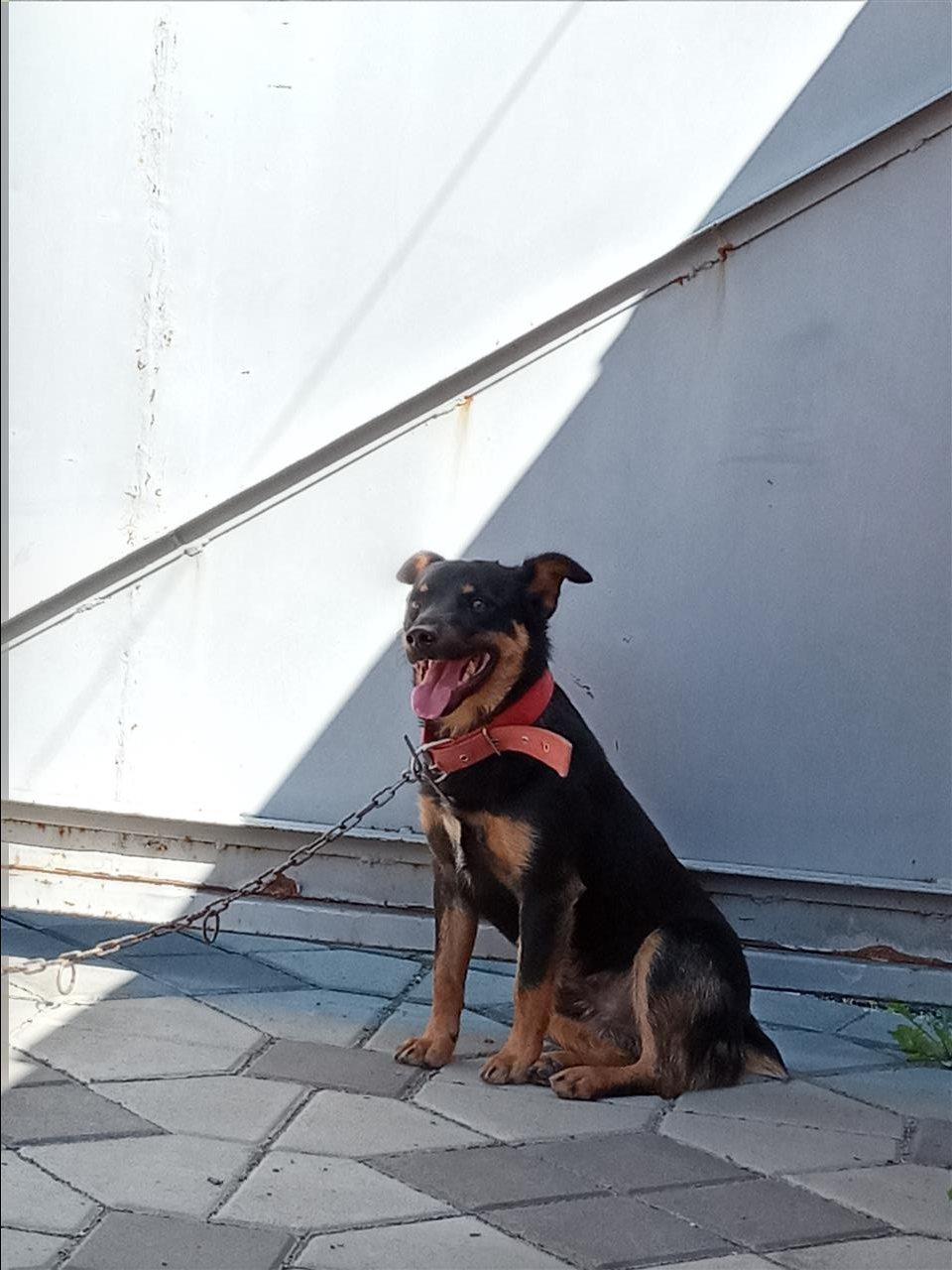 Terrier